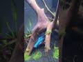 Stunning Red & Blue Betta in a Lush Planted Tank 🐟🌿