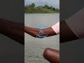 ||Amazing fishing||🐟🐟 Short videos🎣🎣🎣