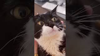 Подборка Приколов С Котами/Funny Cats Video #Funnyvideo