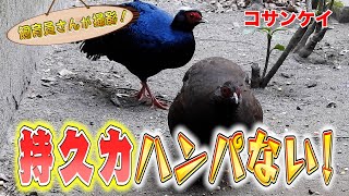 絶滅危惧種コサンケイ １日観察したら驚きの事実が判明！？