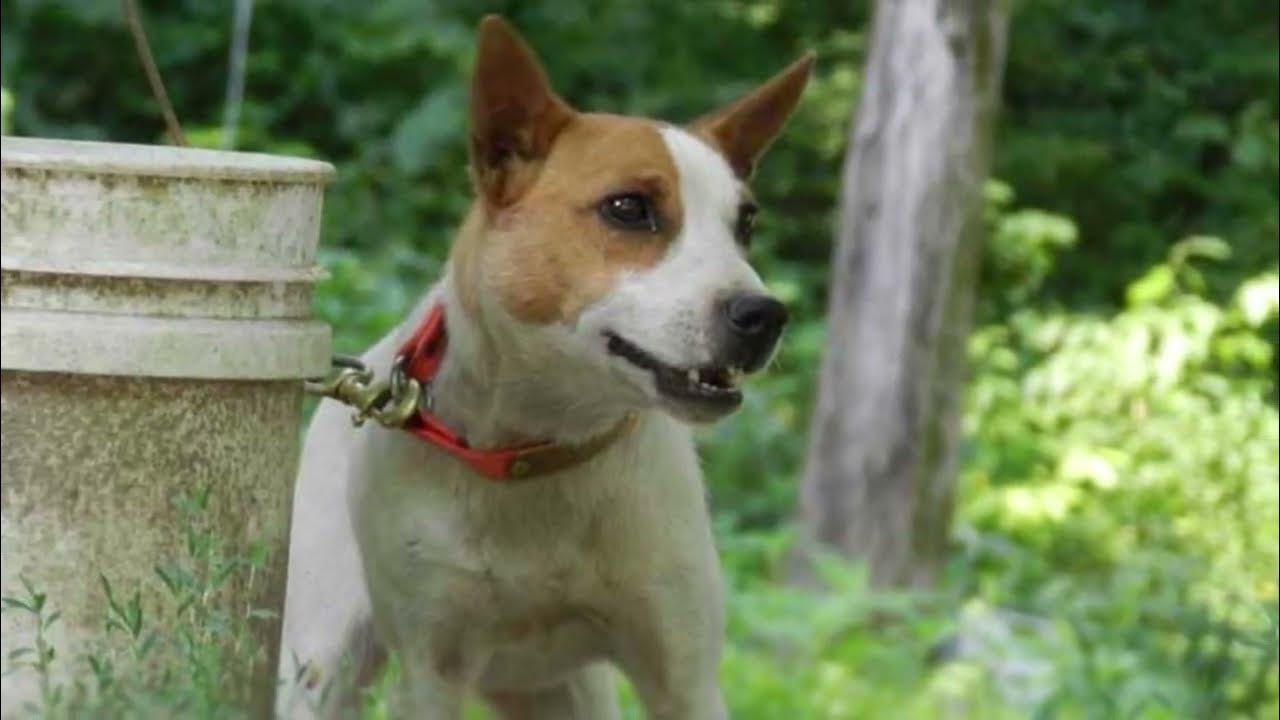 How to Take Care of the Feist Do Feist dogs make good pets? Do Feist