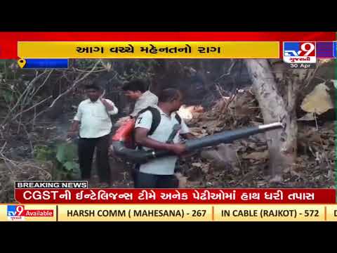 Salute to these forest department's fire fighters ! |Dang |Gujarat |TV9GujaratiNews