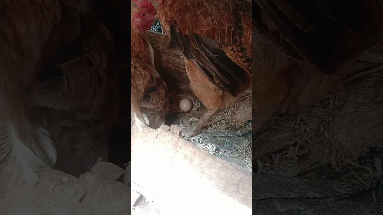 proses keluarnya telur 