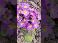 🌸 Spring  Waltz 🌸#nature #flowers #tinyflowers #colors #pink #purple #yellow #fyp #shorts #spring