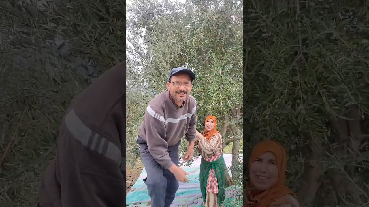 كنوجدو الزيتون لناس لي كومندين ..ها رزقكم 😊