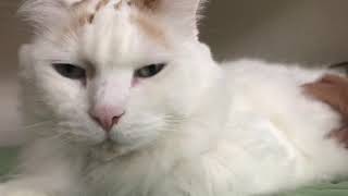 A Day With Turkish Van Cat by Tic Tac 165 views 4 years ago 1 minute, 35 seconds