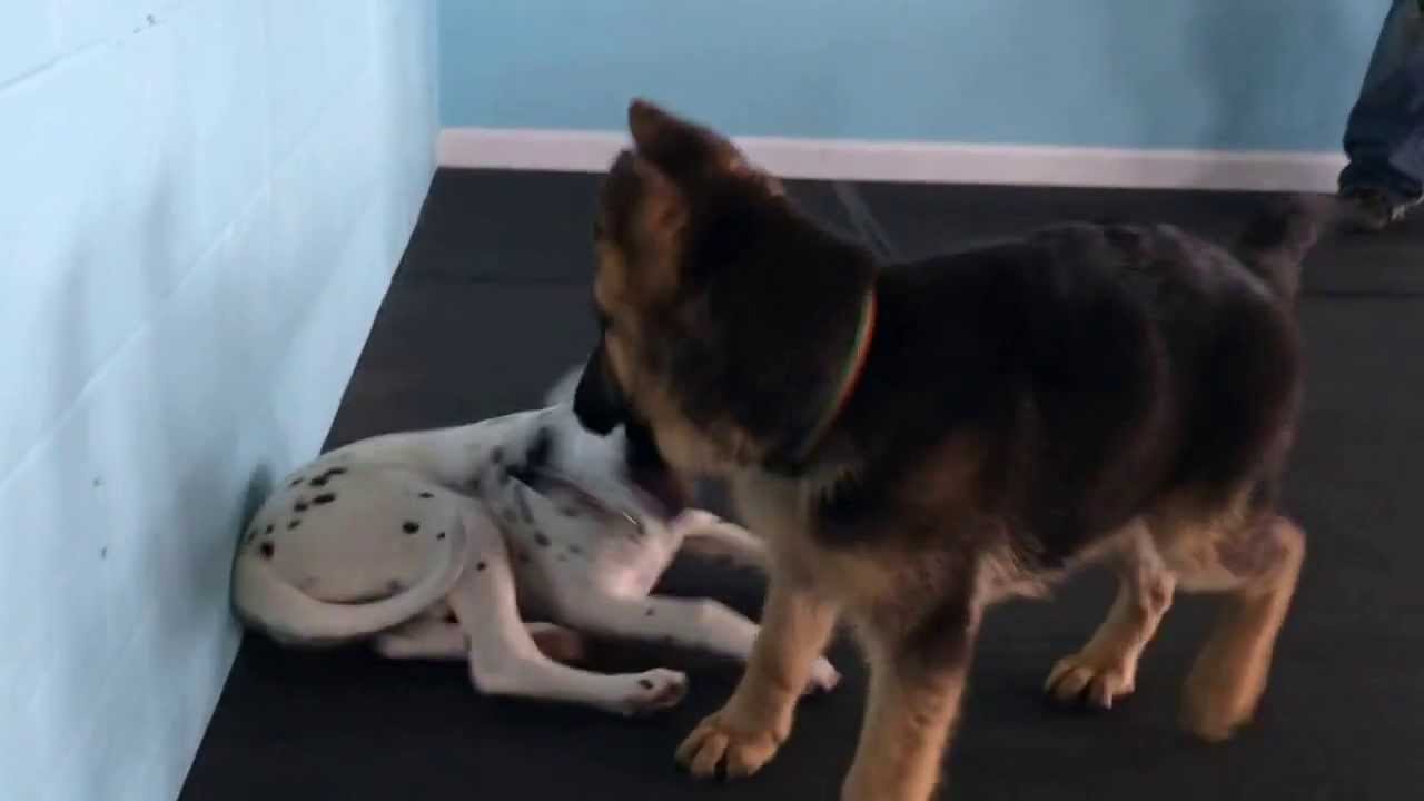 Puppy Play Socialization Tips And Instruction On Puppy Play Behavior 