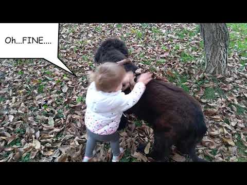Autumn games - dog vs. girl