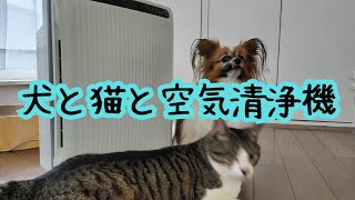 【パピヨンと元保護猫×3】犬と猫の多頭飼いに空気清浄機は必要