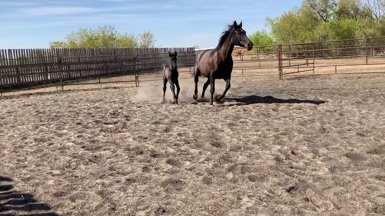 2019 Reg. CSHA colt: RSH The Riddler: Giaco’s Mona Lisa x Son of a Gun