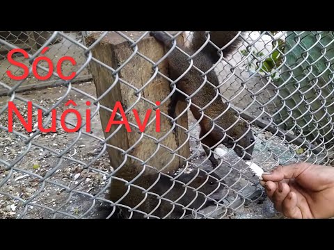 Video Sóc Rừng Thuần Trong Lồng Avi - youtube