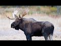 Yellowstone &amp; Grand Tetons Fall Wildlife