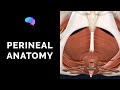 Anatomy of the Perineum (3D tutorial)
