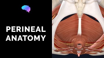 Anatomy of the Perineum (3D tutorial) | UKMLA | CPSA | PLAB 2