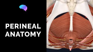 Anatomy Of The Perineum (3D Tutorial) | Ukmla | Cpsa