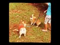 Lil corgi bos doglovers