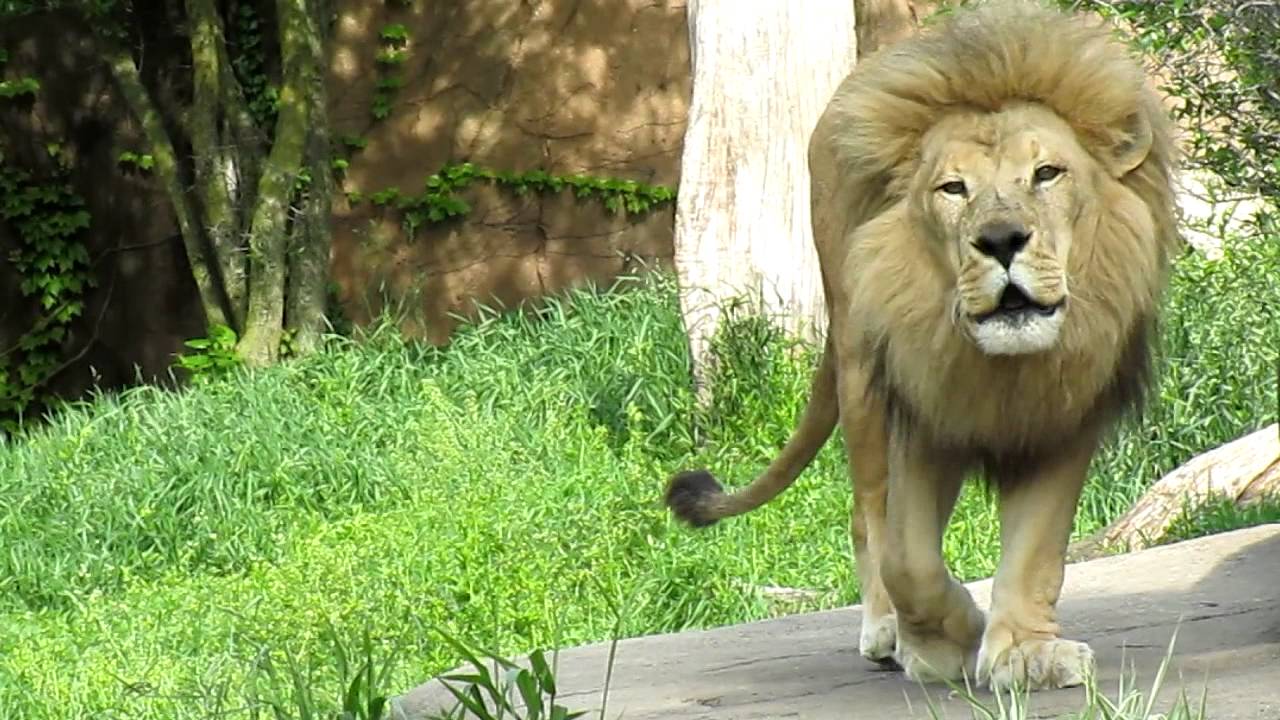 Lion at Lincoln Park Zoo - YouTube