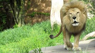 Lion at Lincoln Park Zoo