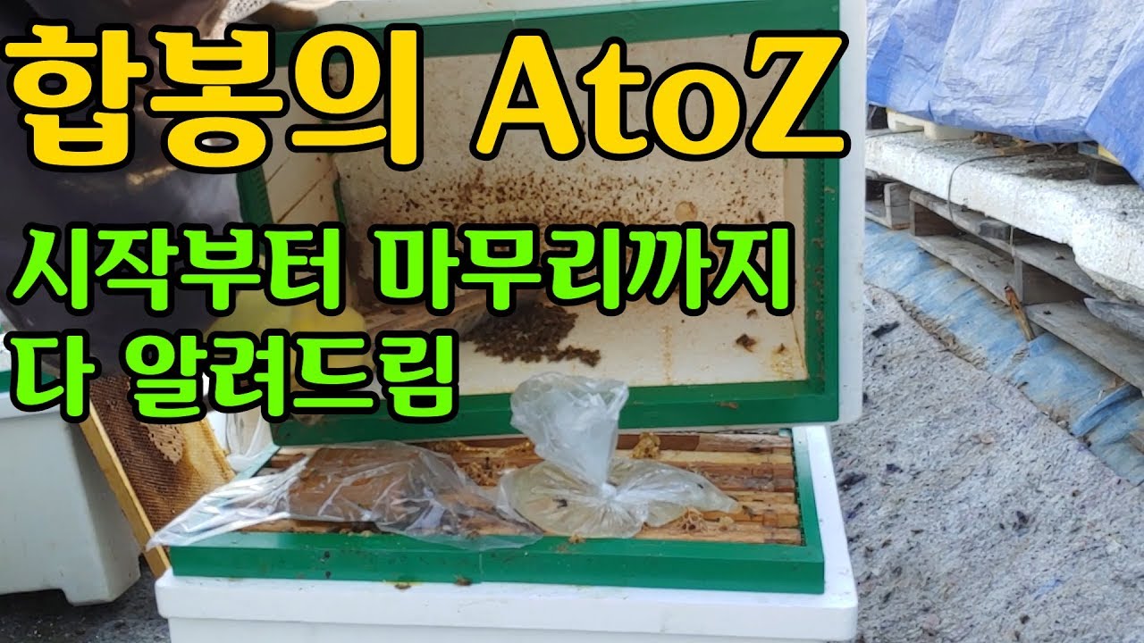 [양봉교육]봄벌 합봉하기, 처음부터 끝까지 알려드림