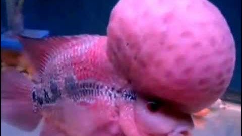 Cá La Hán Đầu To - Thiên Đường Cá Cảnh