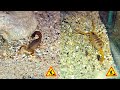 Скорпионы роют норы в песке (scorpions dig holes in the sand)