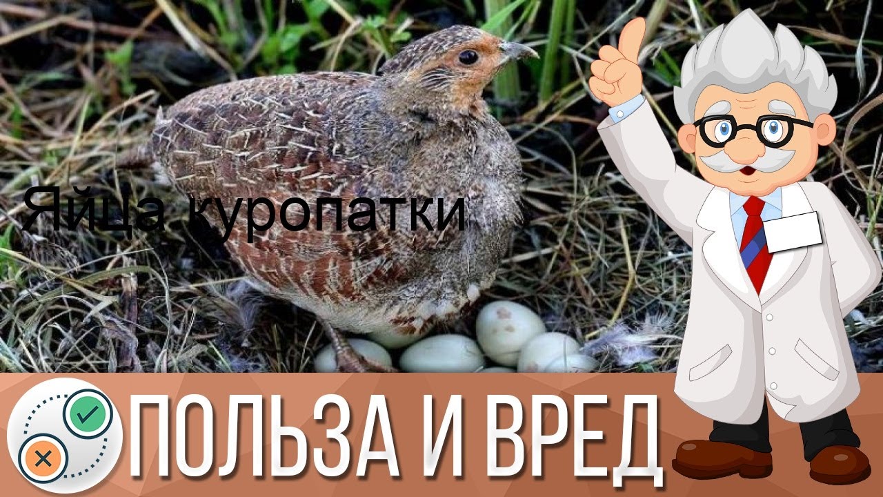 Яйца куропатки