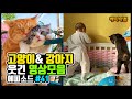 배꼽 빠지게 웃긴 고양이와 강아지의 😸🐶 &amp; 기타 영상 모음#41 Dogs and Cat Funny Moments | Funny Animals Compilation #41