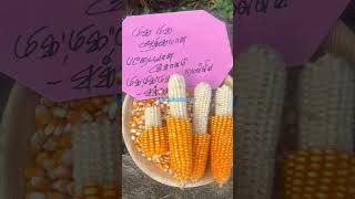 #EMBREYO #vithaikalam tv#seed #trending #ZEA rx100 #agriculture #farming #video#tvk #farmerlife