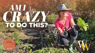 Download Lagu Am I Crazy To Do This In The Garden? 🤷🏼‍♀️ | Redbud Care  Fall Garden MP3