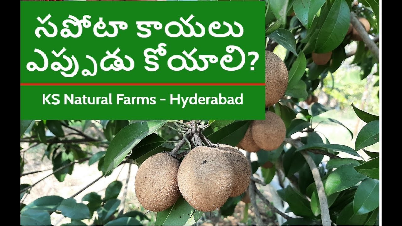 ప్రకృతి వ్యవసాయం - సపోటా  - కాయలు ఎప్పుడు  కోయాలి గుర్తించటం ఎలా?