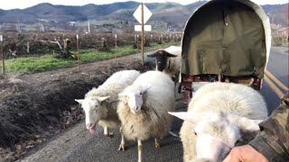 How to train a ram to pull a bugout wagon!