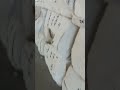 Линт хлопковый 80 тонн