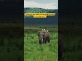 The Gentle Giant 🐘 | Elephant &amp; Egret Friendship in the Jungle#shorts #shortsfeed #youtubeshorts