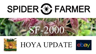 BIG HOYA BLOOMS & SPIDER FARMER SF2000 UPDATE AND RESULTS