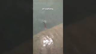 A Fish Refuses To Leave The Humans fish shorts
