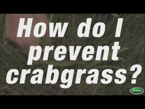 How to prevent crabgrass | Scotts