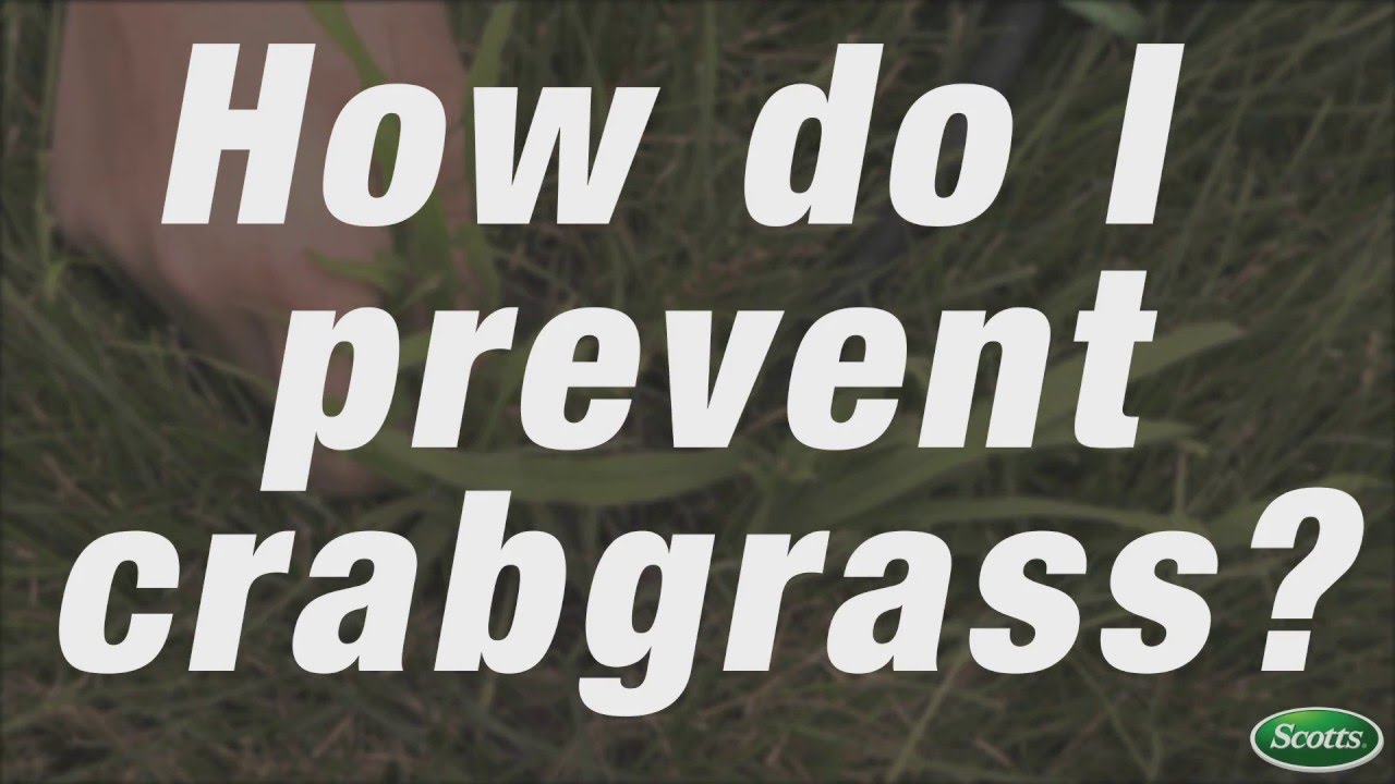 How To Apply Scotts Crabgrass Preventer