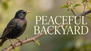Soft Nature ASMR • Calm Backyard Sounds screenshot 4