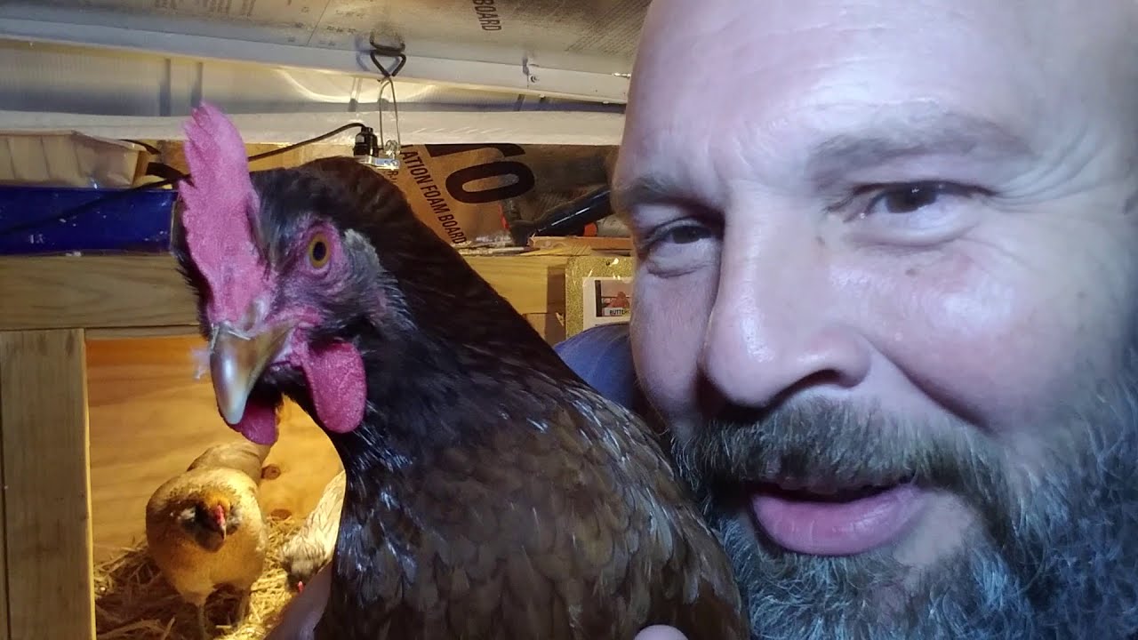 NEW SEGMENT Chicken House Confessions YouTube