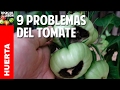 9 Problemas frecuentes en el cultivo de tomate y Soluciones - 9 Tomato problems @cosasdeljardin