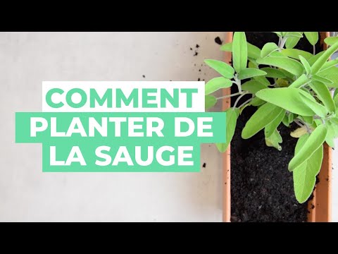 Vidéo: Apprenez à faire pousser de la sauge dans les jardins