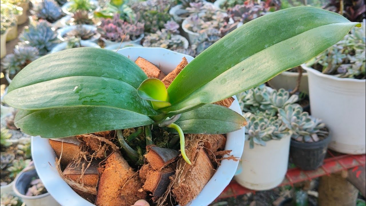 My New member na naman ang ating mga orchids ||• Mga dapat gamitin para gumanda sila