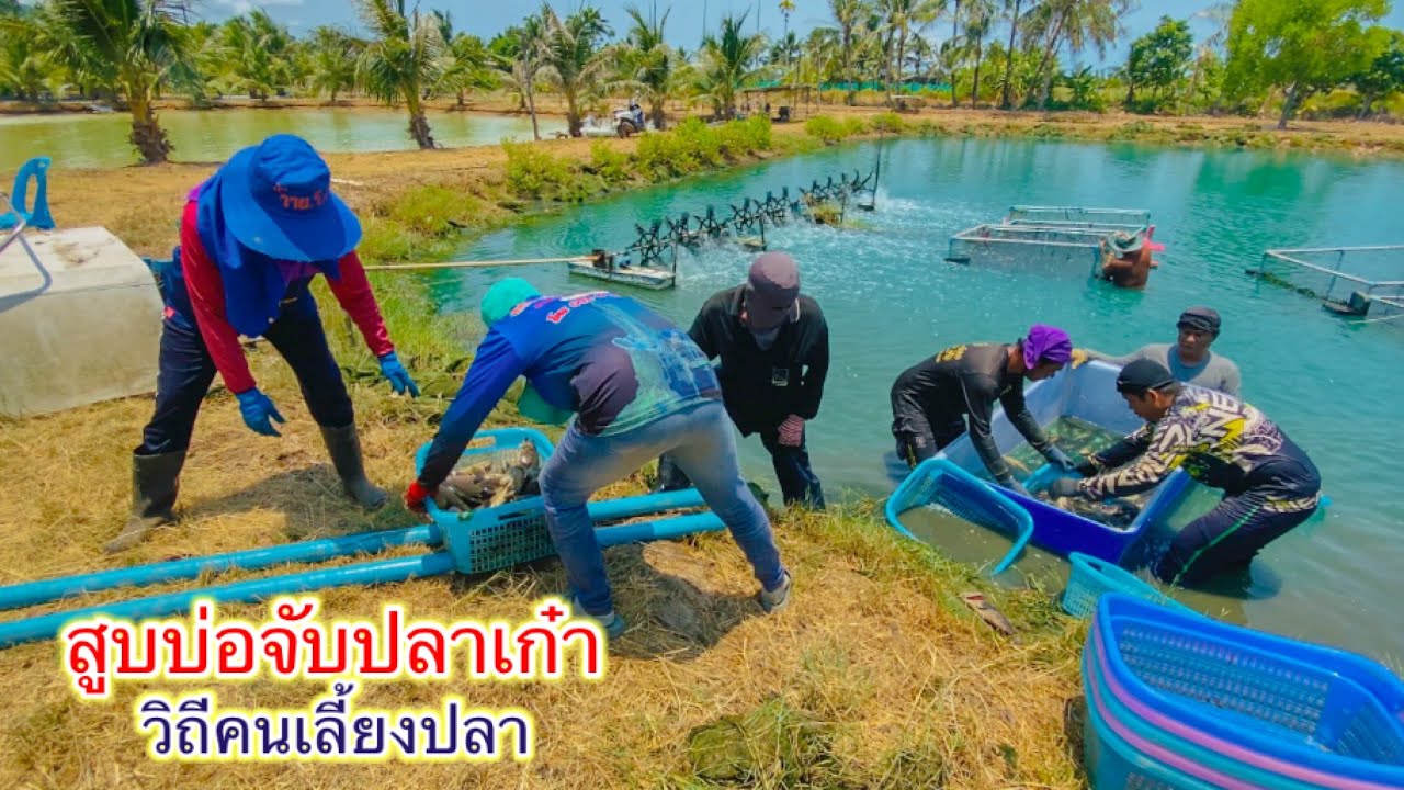 ลุยบ่อปลาเก๋า