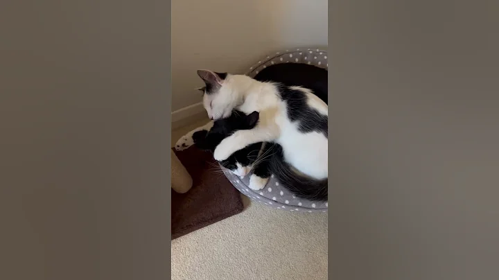 Cats in love