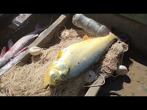 Fomos no rio olhar o que tinha dado na malhadeira e depois fomos pro lago