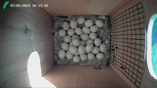 Wood Duck nest box Florida LIVE STREAM