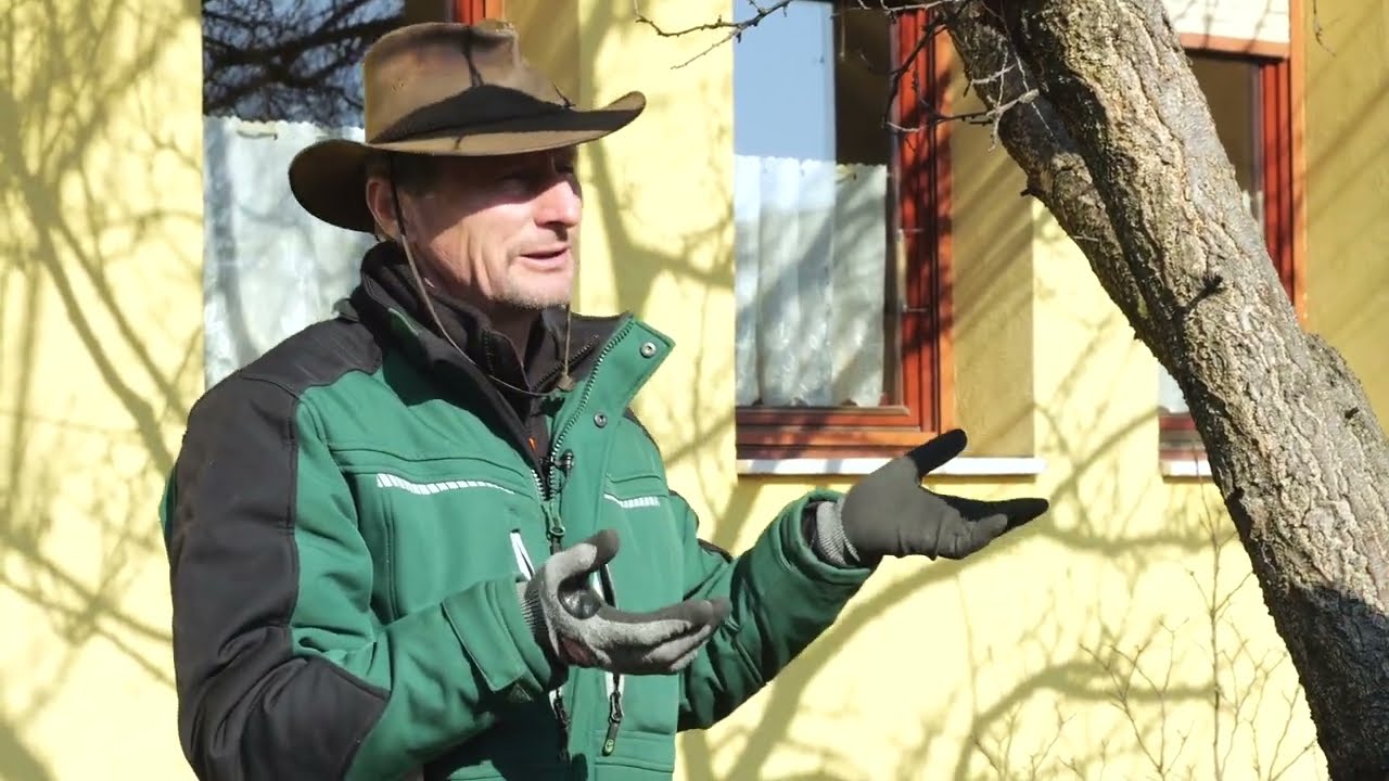 Moníliás kajszibarackfa megmentése