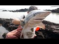 Xiaozhang Found A 15-pound Shark, Which Is Really Rare（Catch the sea）小章撿到一條15斤的白鯊，真是罕見！