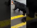 Osa y oseznos en Papallacta #ecuador #osa #papallacta #oseznos #viral