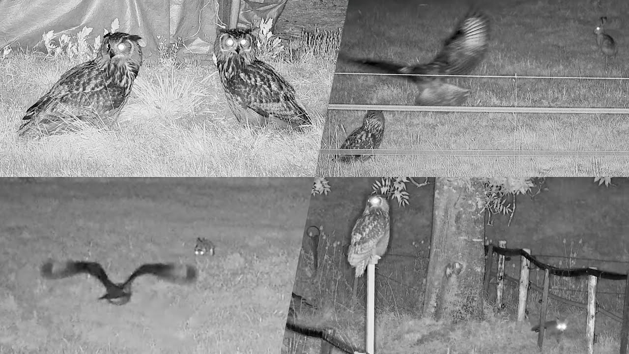 24.-25.07.2025: Hasenjagd, Gänsejagd, Fuchsjagd